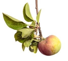 ripe juicy apples on a branch on a white background