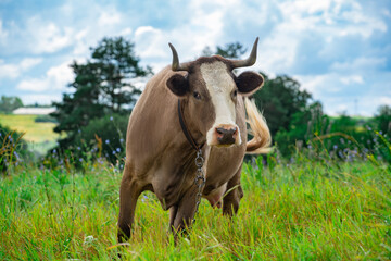 A cow tied by a chain grazes on a green meadow in dense grass