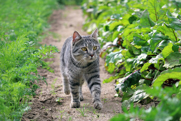 Naklejka na ściany i meble beautiful tabby cat walking in the garden