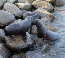 View of two sea lion fighting