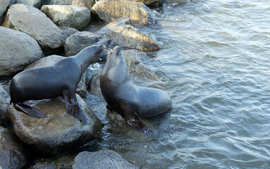 View of two sea lion fighting