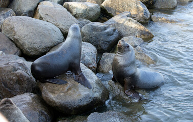 View of two sea lion fighting