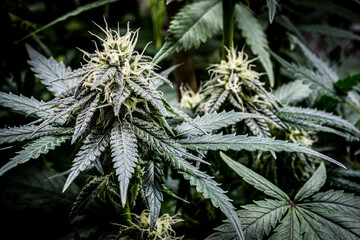 Flowering marijuana
