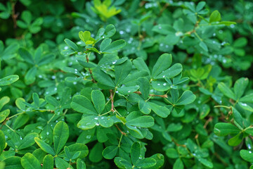 green foliage bush with dew drops