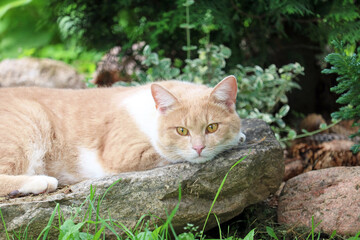 Naklejka na ściany i meble ginger cat lies on a stone in the garden