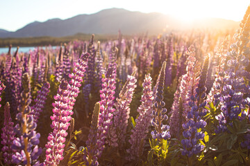 Naklejka premium Lupinenfeld beim Lake Takepo / Lake Pukaki - Church of good Sheaperd
