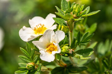 Rosehip flowers close up. Rosehips white flowers on green background in sunset light.
