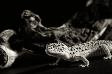 Gecko, Studio, NB
