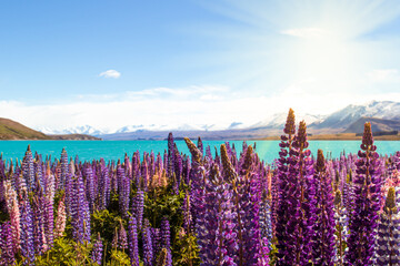 Lupinenfeld beim Lake Takepo / Lake Pukaki - Church of good Sheaperd