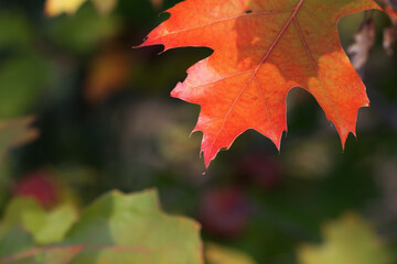 Branches of oak tree (Quercus rubra) with autumn sunlight leaves in forest
