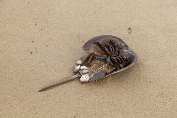 Upside down horseshoe crab on beach with other animals living on it as a host.
