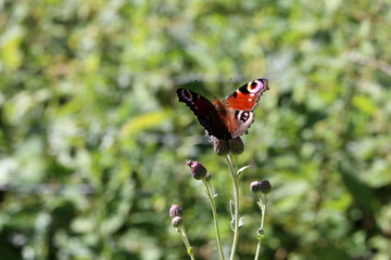peacock butterfly sucks nectar on a flower