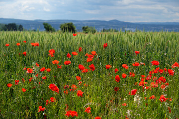 Corn field and red poppies and uplands in Germany in the background - Stockphoto