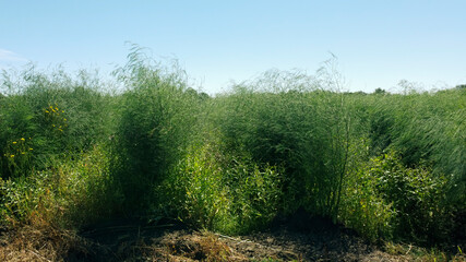 asparagus plant after the harvest