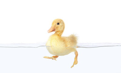 Cute duckling swimming in water on white background