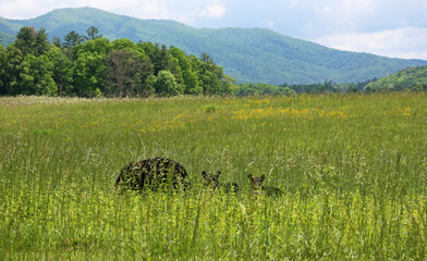 Bears family in grass - Black bear - Smoky Mountains National Park, Tennessee