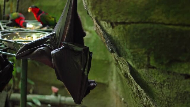 Black flying fox hanging upside down in its usual habitat in a forest