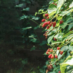 Ripe and unripe blackberries grows on the bush. Berry background.