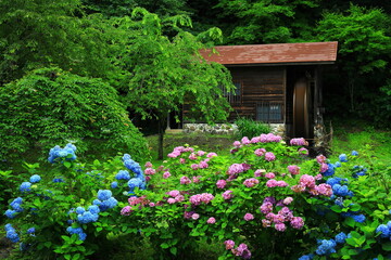 水車小屋と紫陽花