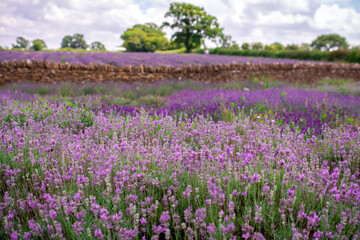Rows of lavender growing in a field in the Somerset countryside,England.U