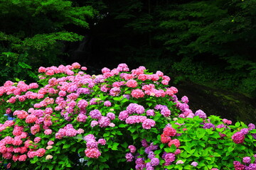 水車小屋と紫陽花