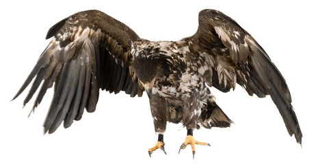 Hawk.
