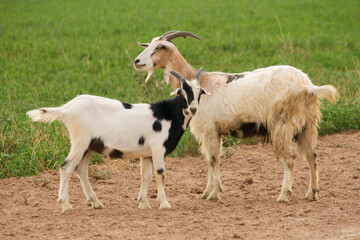 Rural scenic. Goat and lamb in the farm.