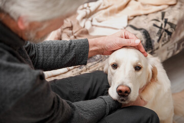 elderly man stroking a golden retriever in a room