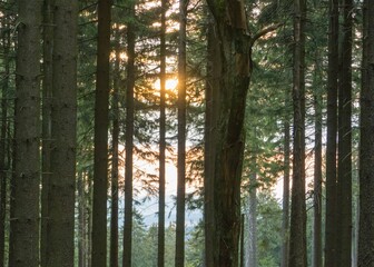 Sonnenuntergang im Nadelwald Taunusgebirge 