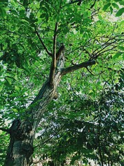 ничего в голову не лезло и решила по фотографировать деревья  