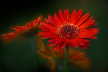 red zinnia flowers