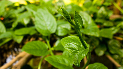 Pui Saag or Malabar Spinach 2