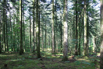 foret d'ecouvre