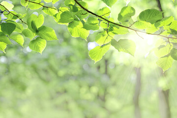 Fototapeta na wymiar green leaves and sun background,