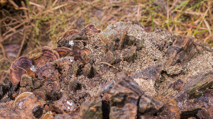 Old wooden fungus abstracts 4