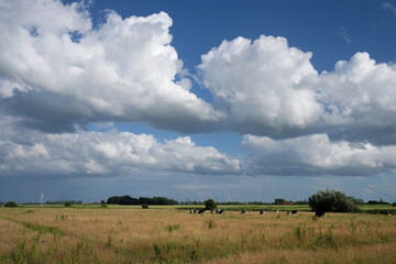 Fototapeta na wymiar Ostfriesische Landschaft bei Dornumersiel in Niedersachsen mit Grasland und Kühen und Windrädern und blauem Himmel mit weißen Wolken im Juni 2020 - Stockfoto