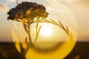 sunset through the spider web in glare