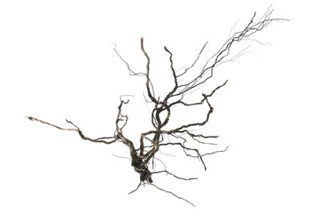 dead tree root isolated on white