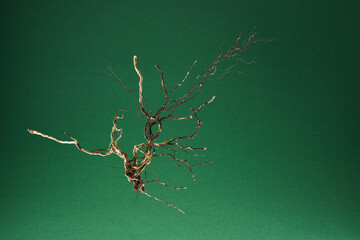 Root of tree isolated