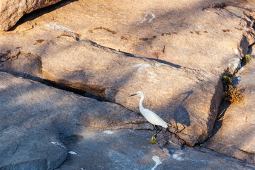 Little egret (Egretta garzetta) standing on a stone