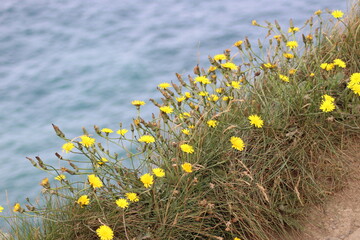 Yellow dandelions on the edge of the Cliffs of Moher.