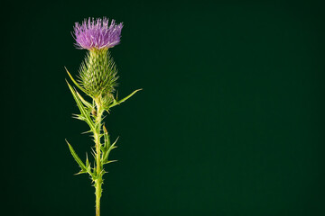 purple thistle flower