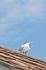 front view, of a royal tern with a fishing hook in chest, standing on a roof, of a shelter on a wood pier, in tropical water of gulf of Mexico, on a sunny day