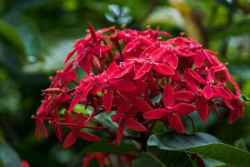 Bright red flowers are found in the ixora coccinea plant that is very popular in tropical weather