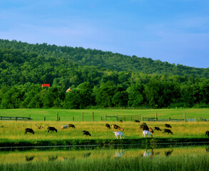 Farm animals graze by a pond or stream by a large meadow or field. Forest of trees on a hill rises in the background.