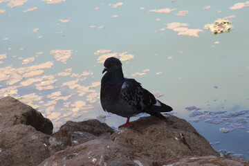 Pigeon  on the rock