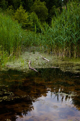 forest lake