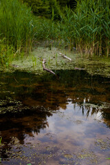forest swamp