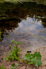 reflection of trees in the water