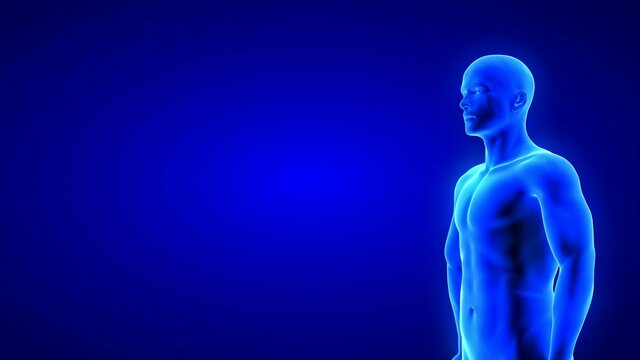 male fitness body transformation - muscle mass building animation on blue background